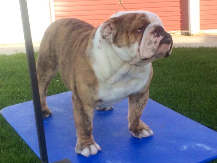 Sires, AKC Champion Bulldog Sires, Champion Sired Bulldogs, AKC Bulldog
