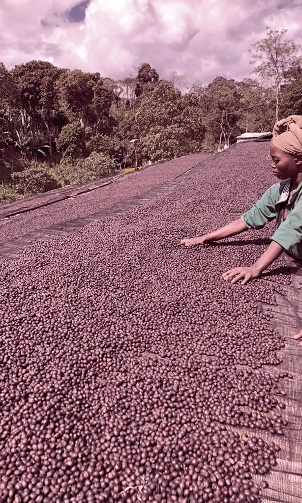 Koke Shalaye N. Casino Mocca