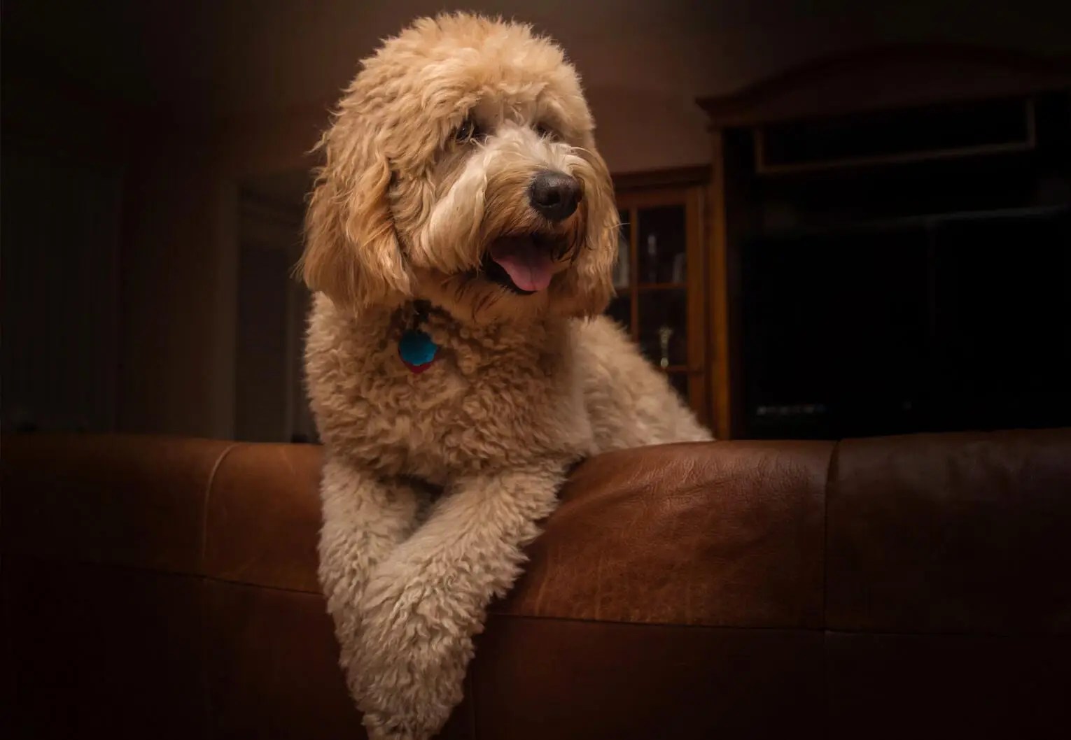 When Should I Consider Giving My Dog CBD Oil? Caspers Oil