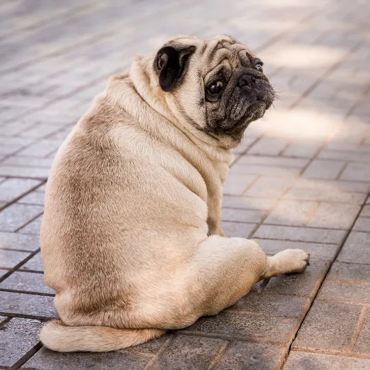 Weight loss for dogs the safe way! Caspers Oil