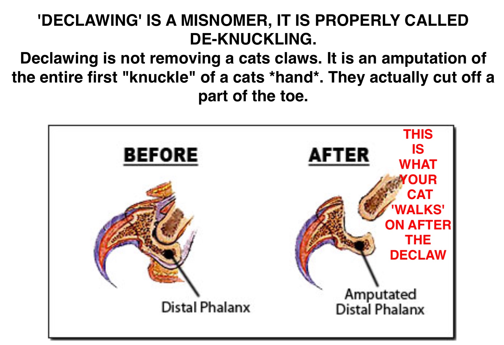 Declawing A Cat With Laser, Scalpel Or Cutter ALL Remove The Claw