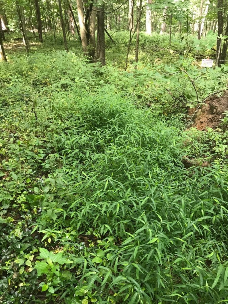 New Invasive Species Threatening Michigan Japanese Stiltgrass Cass