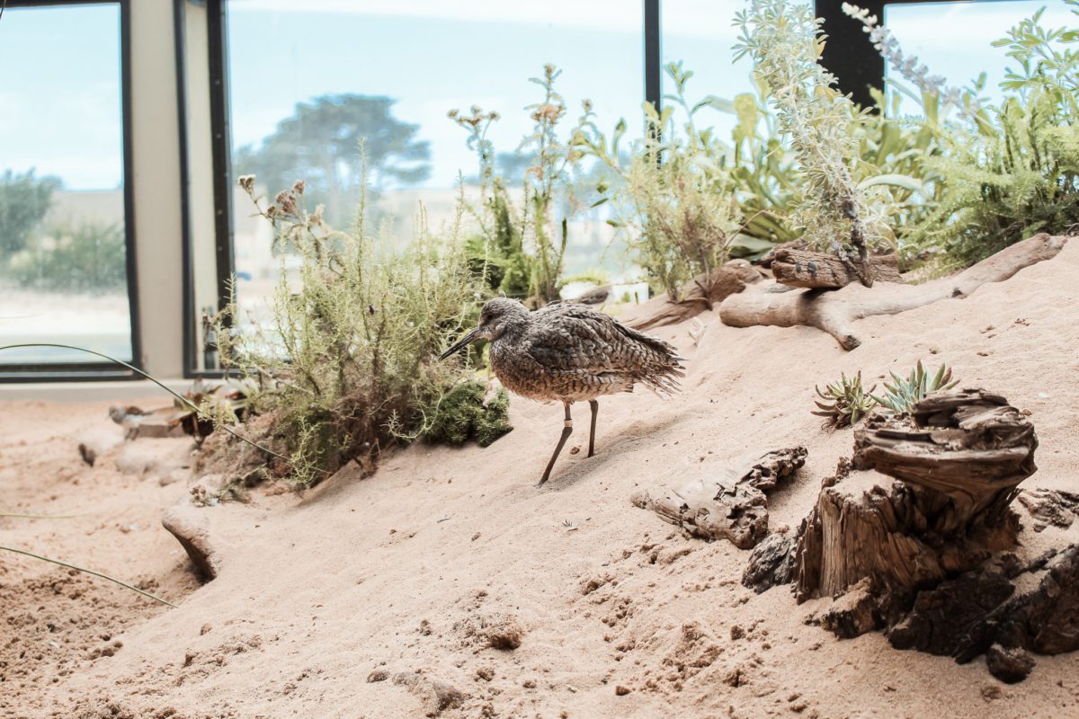 The Central Coast exhibit at the Monterey Bay Aquarium.