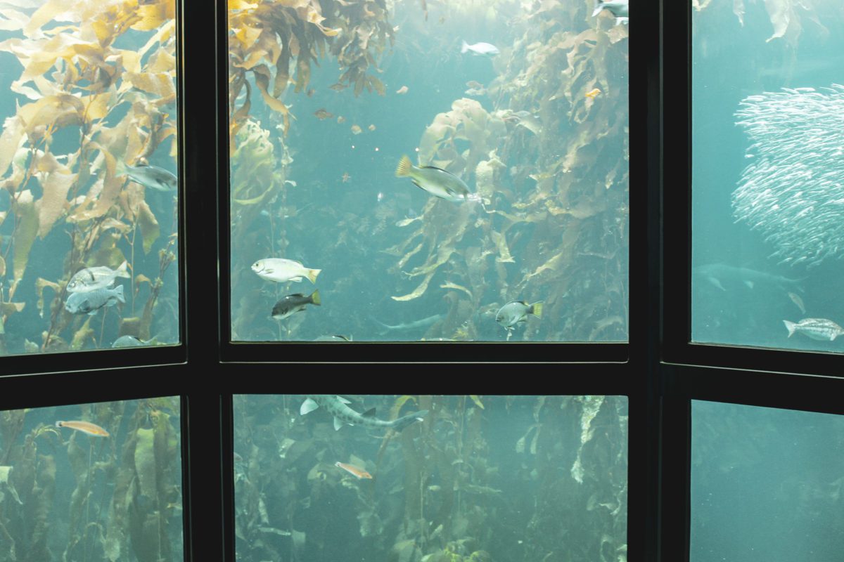 monterey bay exhibit