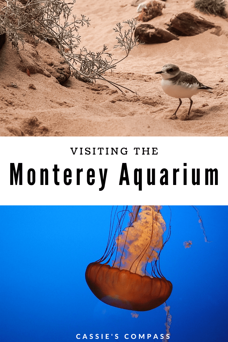 tips for visiting the monterey aquarium pinterest image