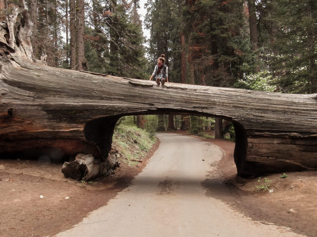 girl sitting on tunnel log sequoias