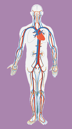 How Does Alcohol Metabolise In The Blood? | Cassiobury Court