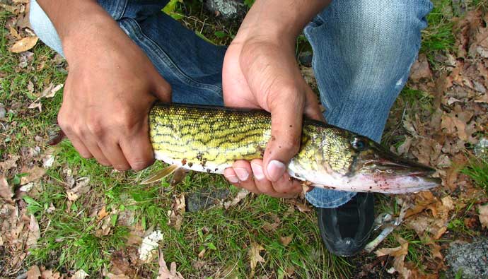 Chain Pickerel Fishing Tips How to Catch Esox niger