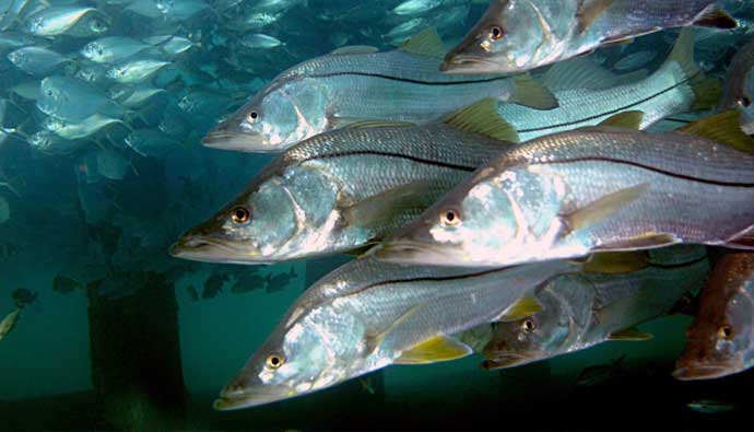 Snook Fish Fishing Tips: How To Catch Centropomus Undecimalis