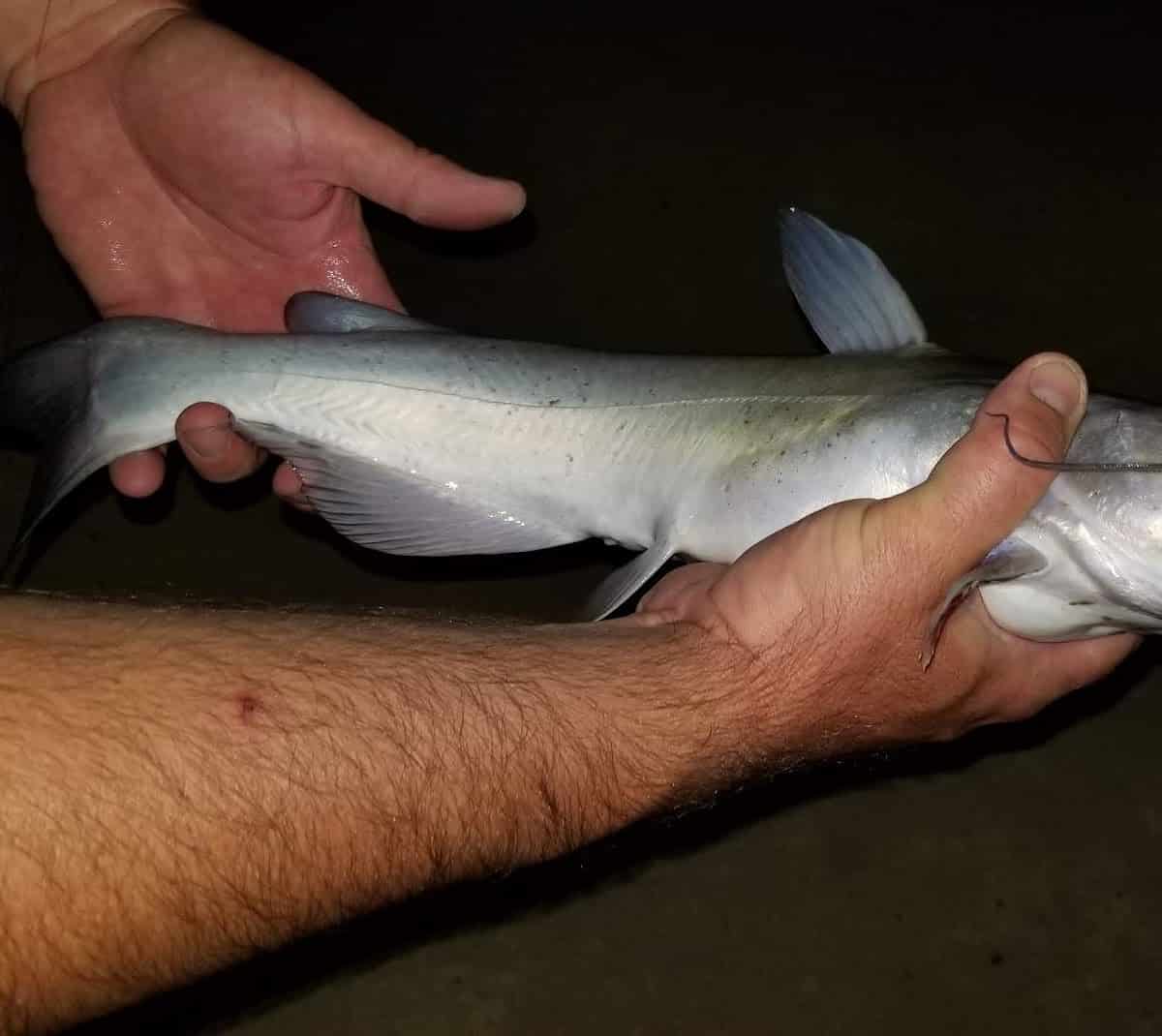 12 Best Catfish Bait of 2023 (Artificial & Live) Cast and Spear