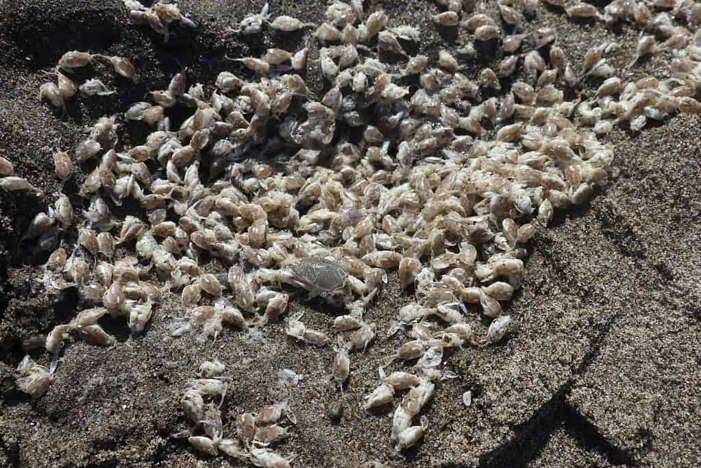 Can You Eat Sand Fleas? (All Your Questions Answered)