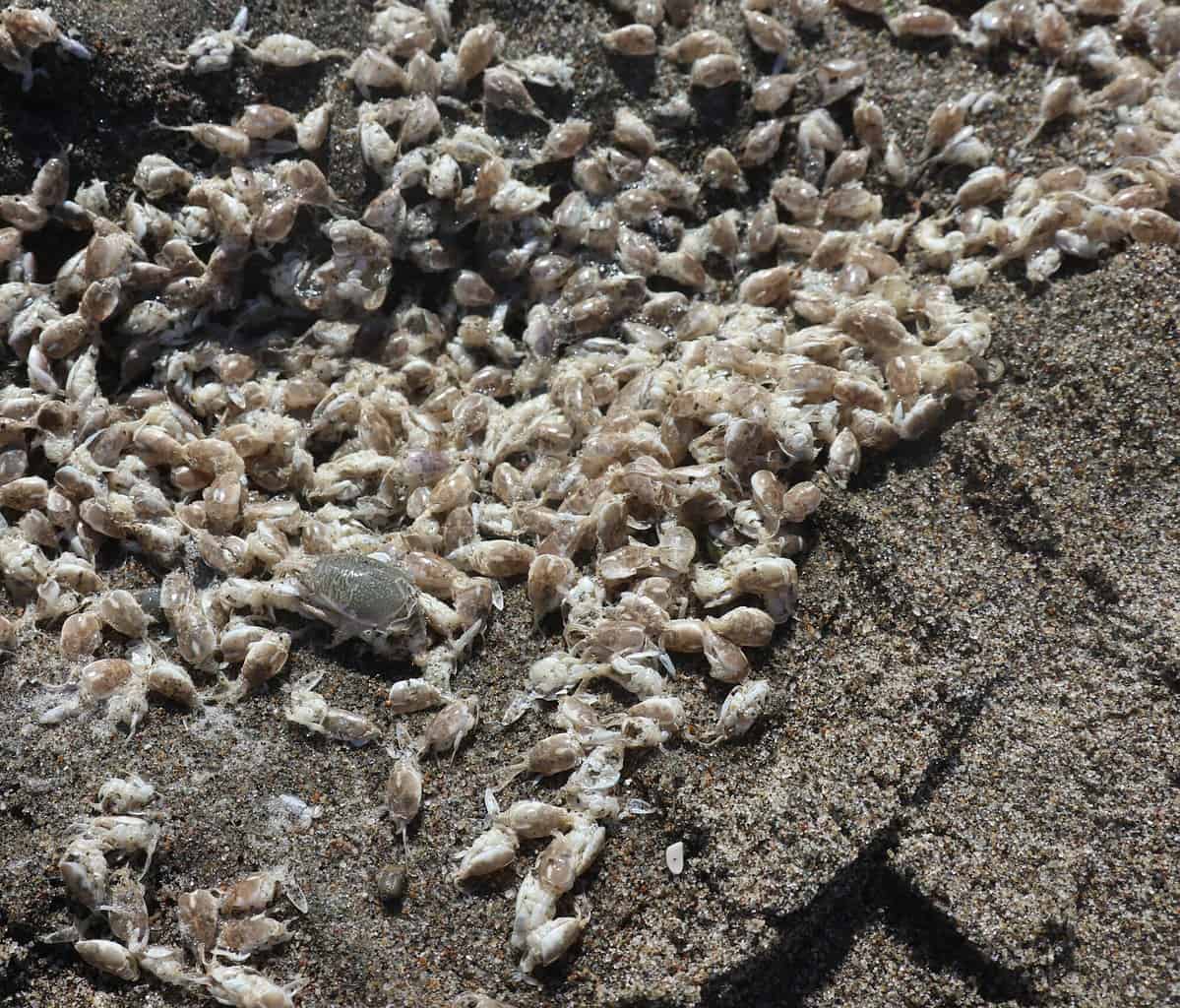 Can You Eat Sand Fleas? (All Your Questions Answered)