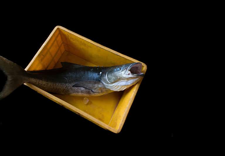 Cobia Fishing Tips — Complete Guide for Beginners