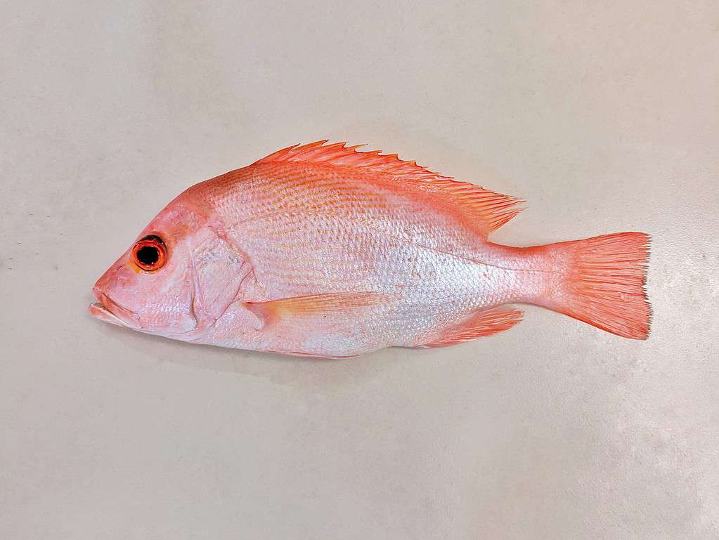 Redfish vs. Red Snapper What's The Difference?