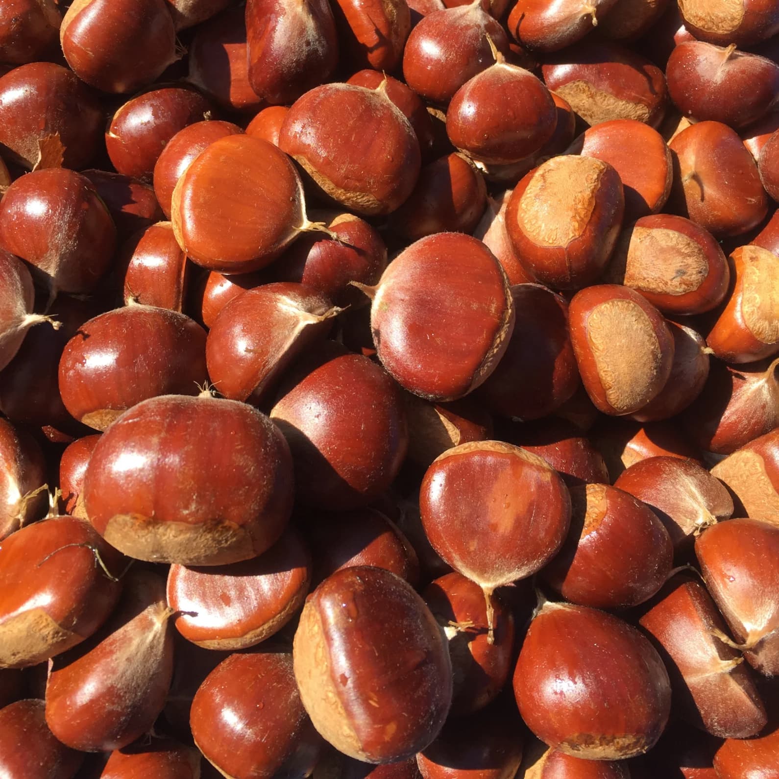 Jumbo Chestnuts Castanea Farms
