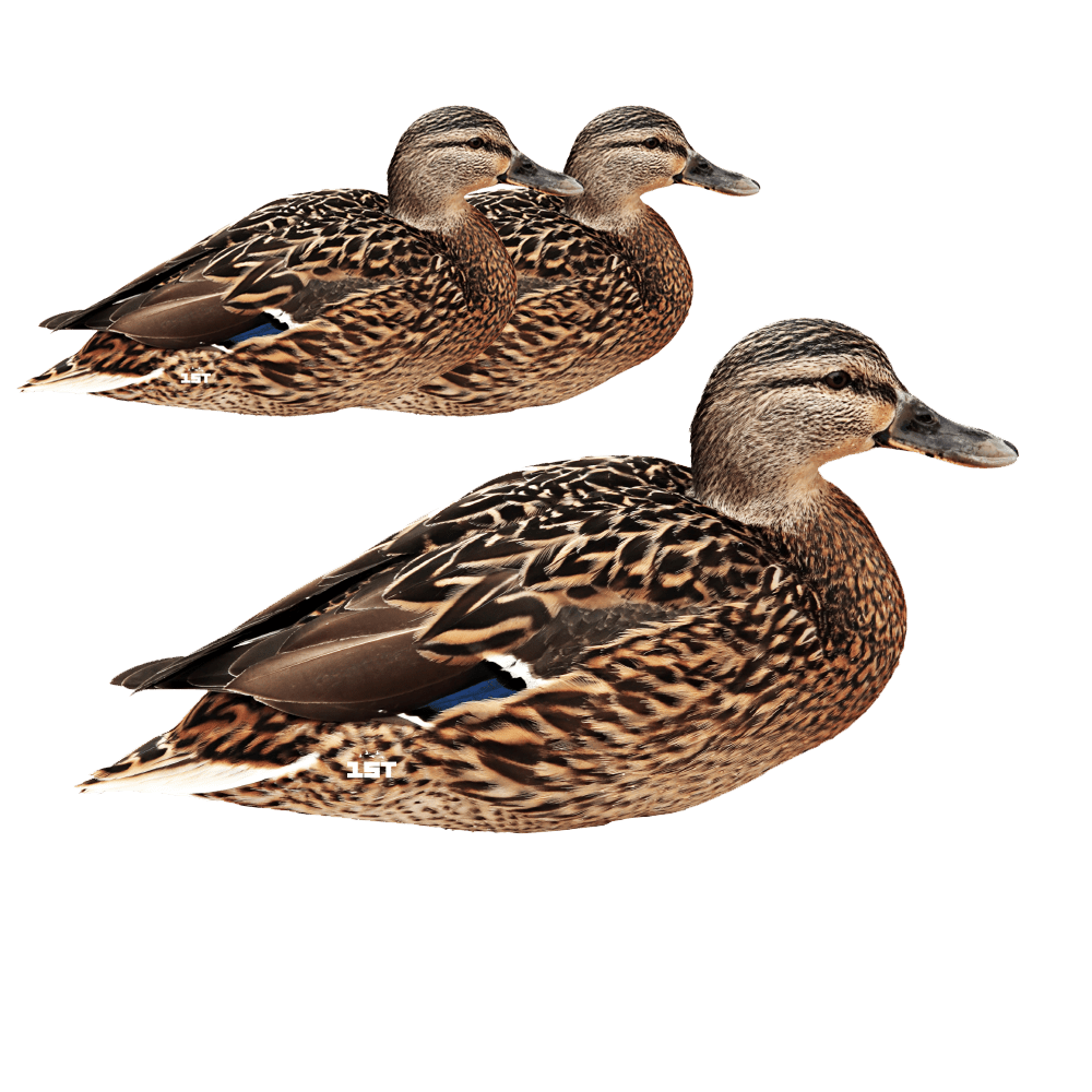 Mallard Hen Duck Silhouette Decoys 3 Pack Cast Cray Outdoors