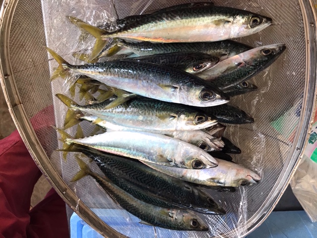 最新釣果 太宰府店 [釣具のキャスティング]