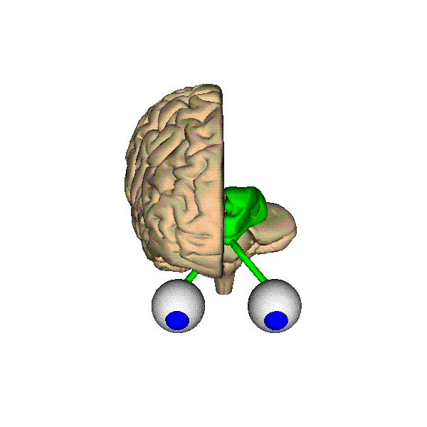 3D Brain Images