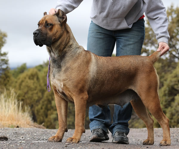CastleGuard Cane Corso, Ladies