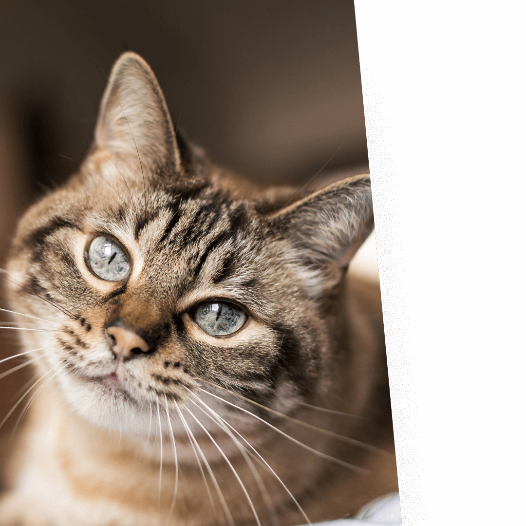 Veterinarian In TX 78633 CPH