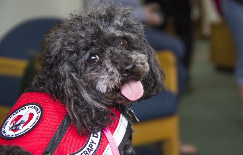 Can You Take Dogs To University