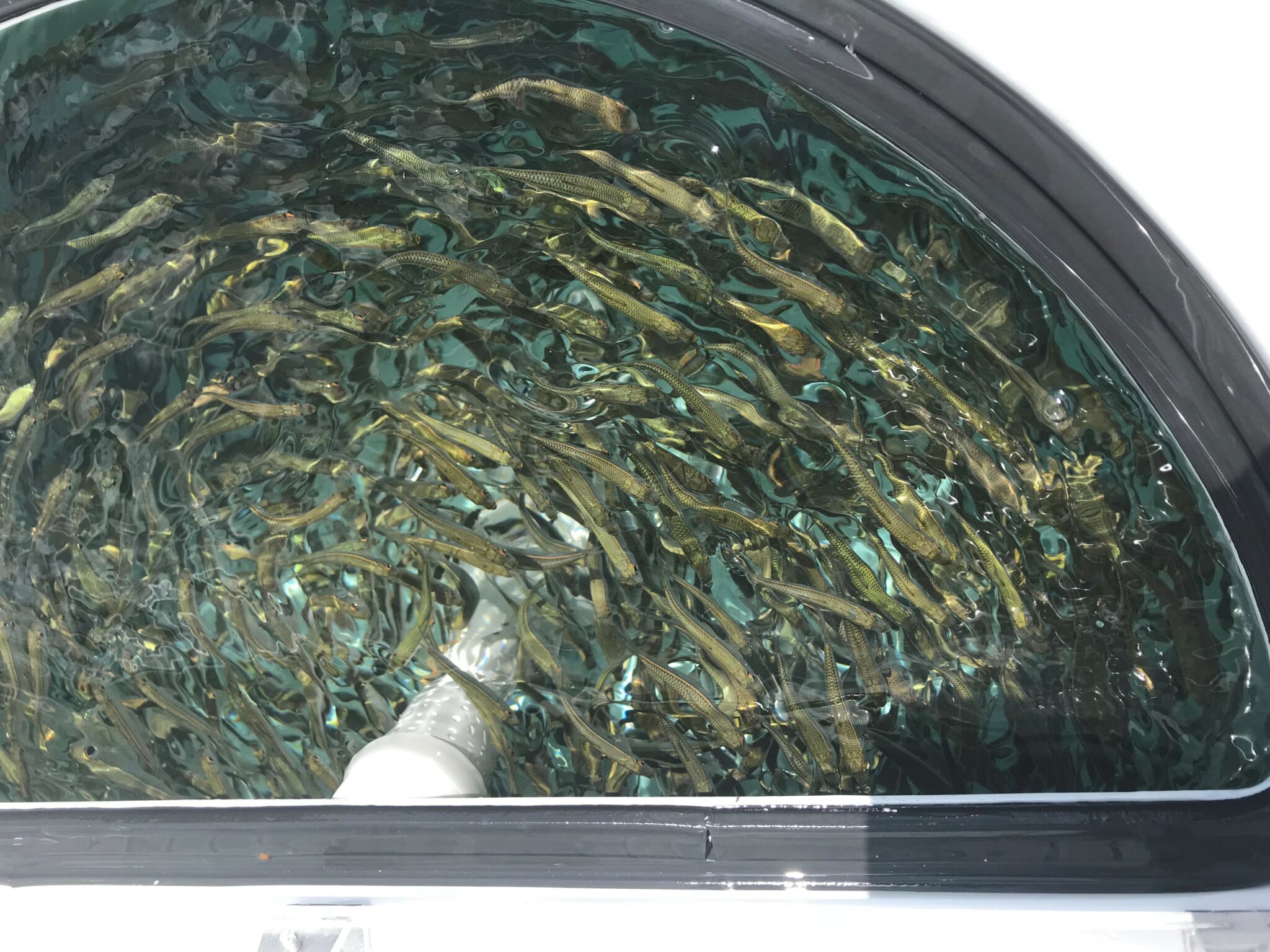 Fly Fishing With Live Chum Cast Nets by Fitec