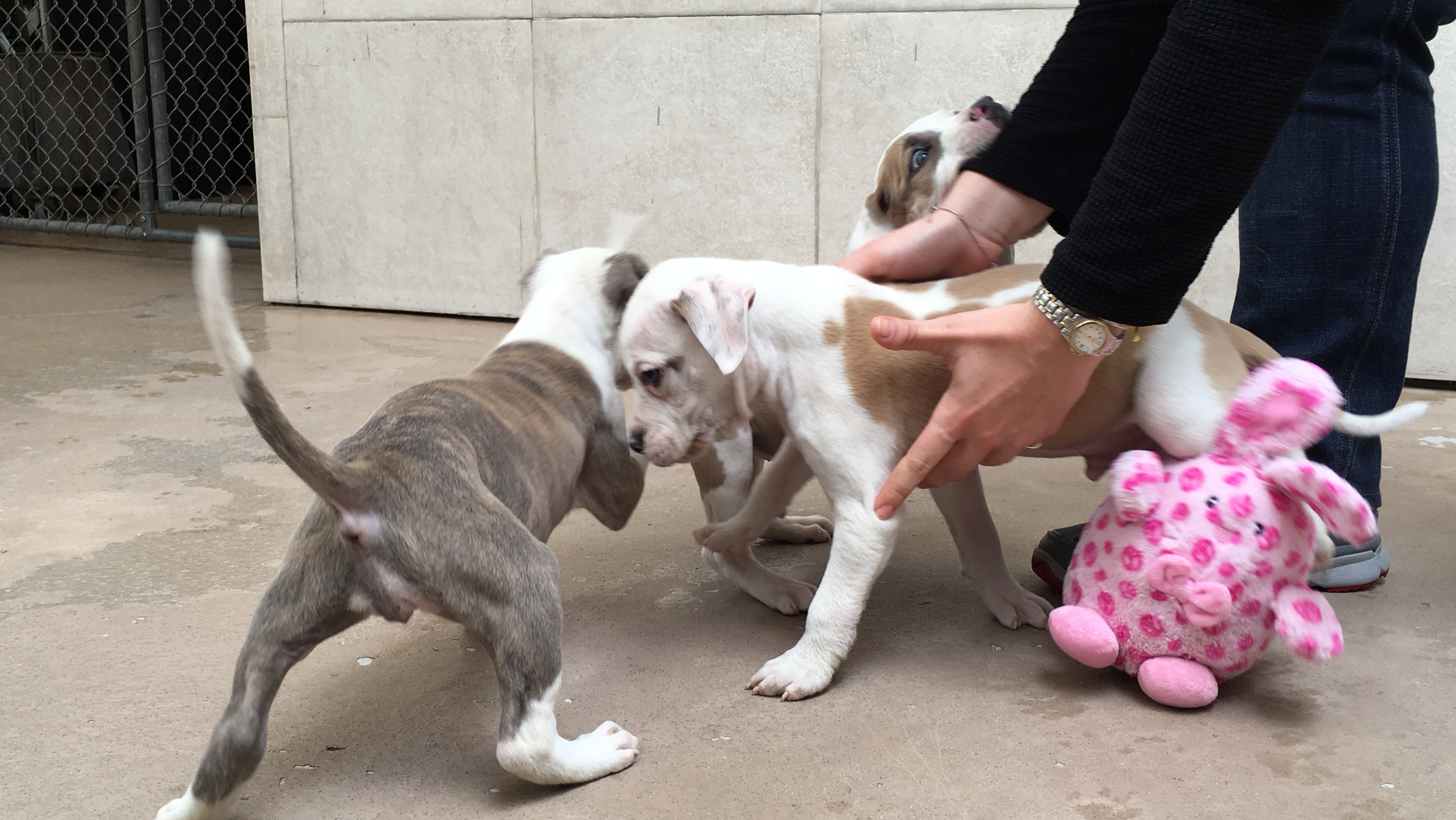San Francisco’s family dog rescue Castro District Courier
