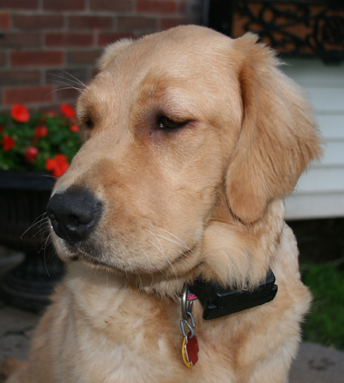 Allergic Reaction in Dog Puppy
