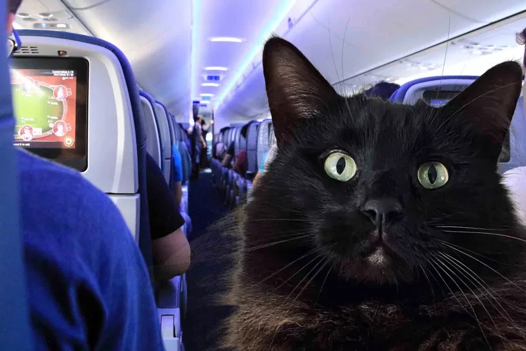 Tips For Traveling With Your Cat On A Plane Cat Bytes
