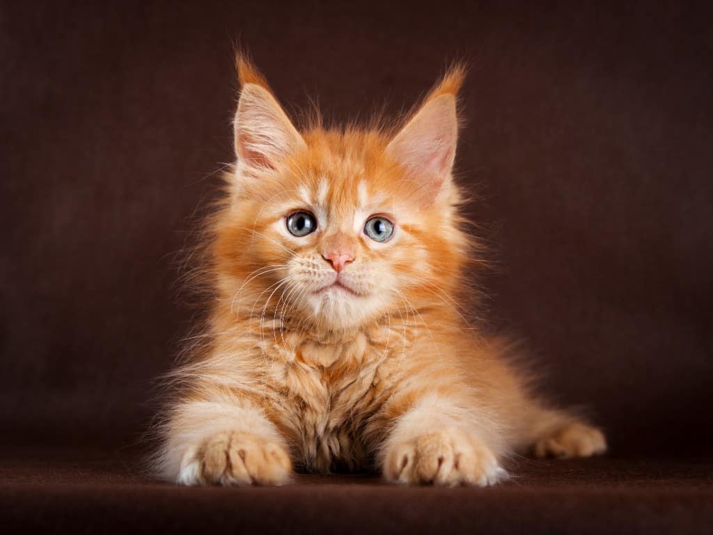 The Captivating Cat Are Maine Coon Cats Good Family Pets? Cat Bytes