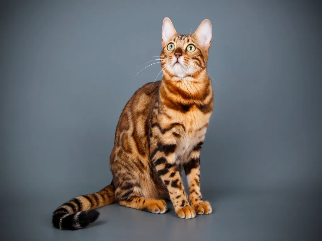 Bengal Cat Personality A Little On The Wild Side! Cat Bytes