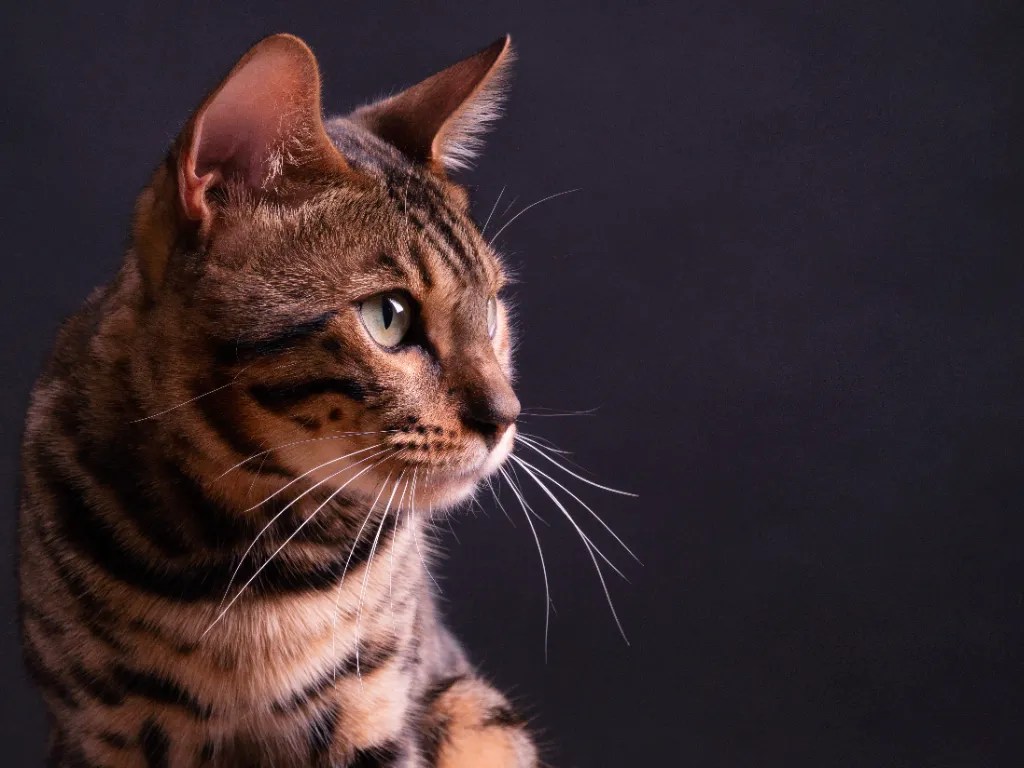 Are Bengal Cats Hypoallergenic The Balanced Truth Cat Bytes