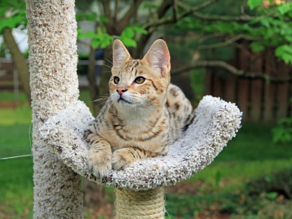 The Price Of Elegance Savannah Cat Cost (2024) Cat Bytes