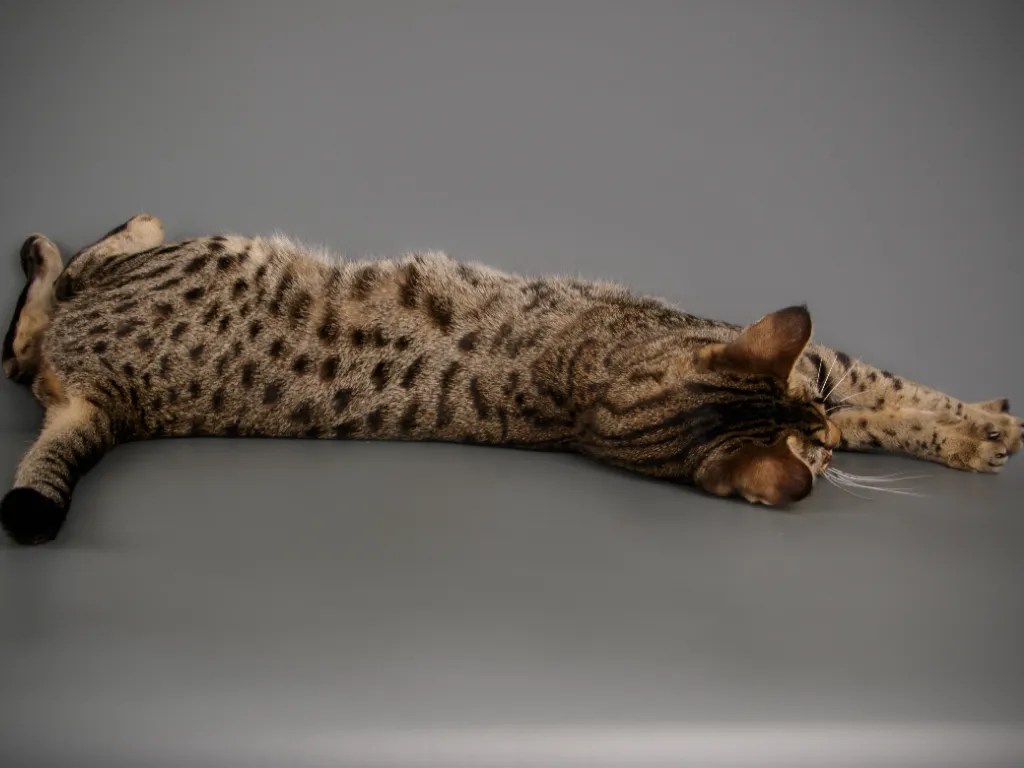 The Price Of Elegance Savannah Cat Cost (2024) Cat Bytes