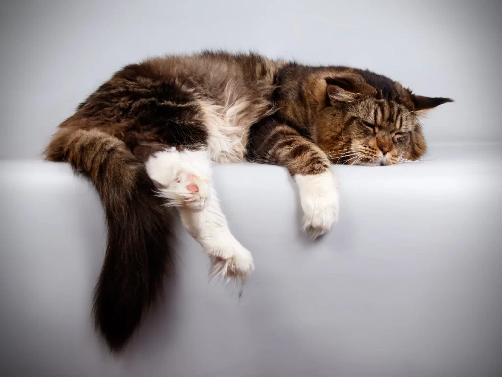 Is A Maine Coon Cat Part Raccoon? A Vet Answers Cat Bytes