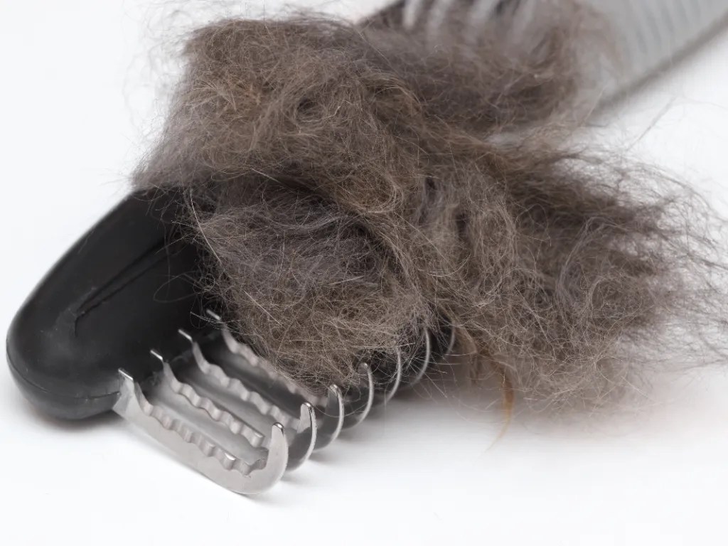 Is It Okay To Shave A Maine Coon Cat? A Vet Answers Cat Bytes