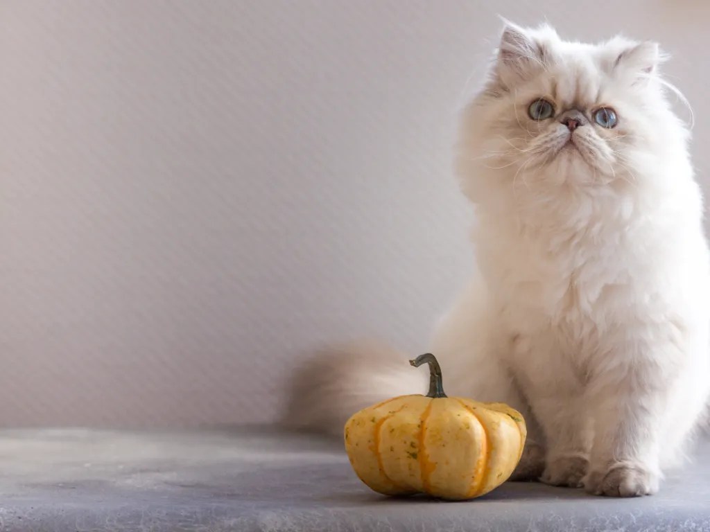 Persian Cat Cost Guide 2024 Why Those Kittens Are So Expensive Cat Bytes
