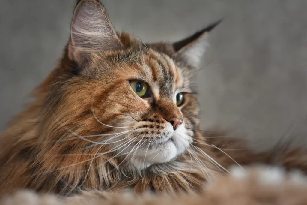Is A Maine Coon Cat Part Raccoon? A Vet Answers Cat Bytes