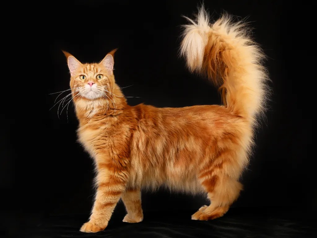 Is It Okay To Shave A Maine Coon Cat? A Vet Answers Cat Bytes