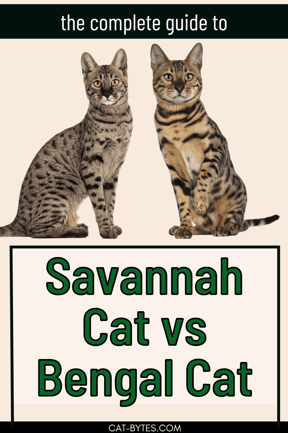Savannah Cat Vs Bengal Cat Spot The Difference Cat Bytes