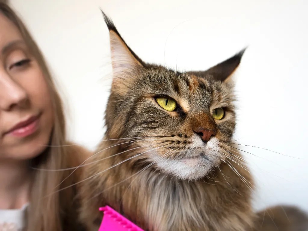 Is It Okay To Shave A Maine Coon Cat? A Vet Answers Cat Bytes