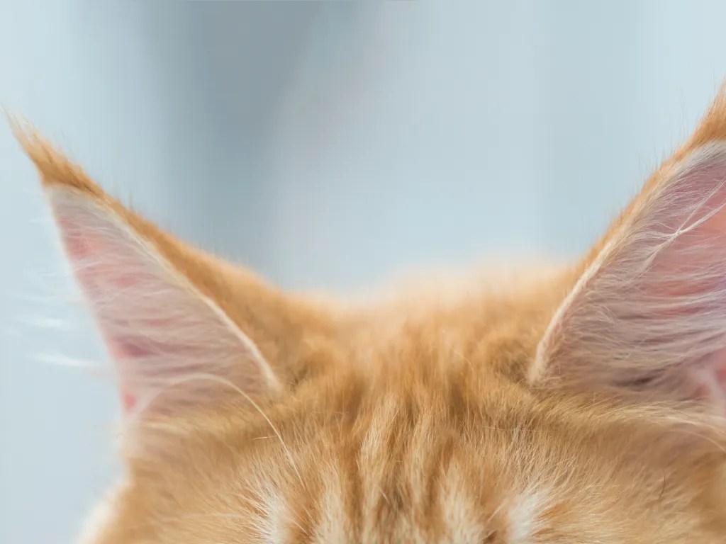 In A Cat's Ear Understanding The Cat Ear Yeast Infection Cat Bytes