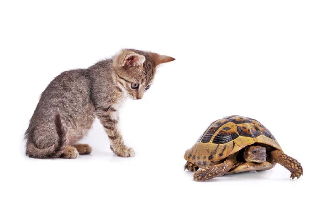 Do Cats Eat Turtles? What You Need To Know Cat Bytes