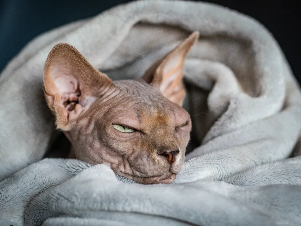 What Is The Best Temperature For Sphynx Cats Comfort Beyond Fur Cat