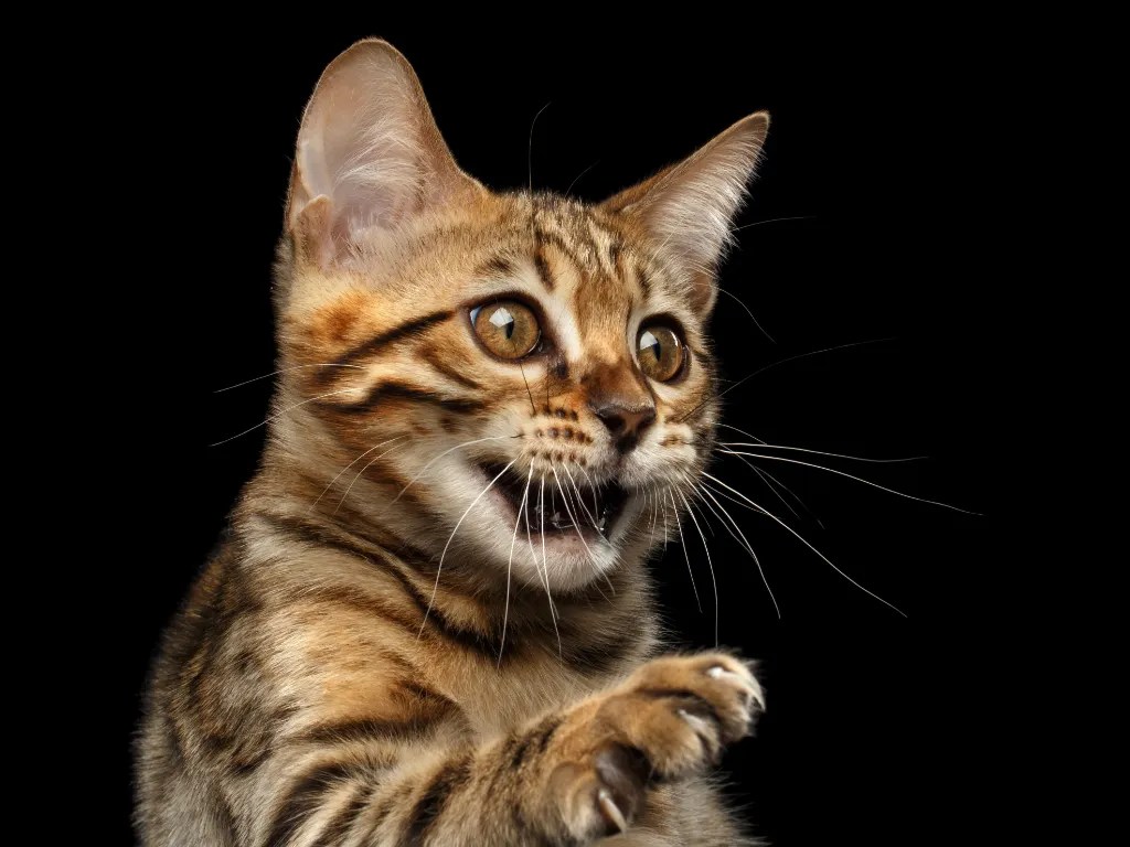 The Difference Between Bengal Cats And Normal Cats Cat Bytes