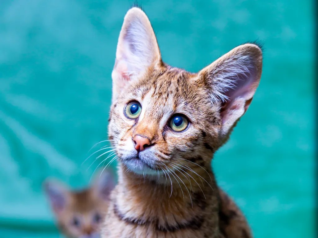 The Price Of Elegance Savannah Cat Cost (2024) Cat Bytes