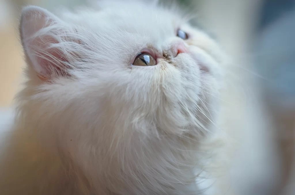 Persian Cat Cost Guide 2024 Why Those Kittens Are So Expensive Cat Bytes