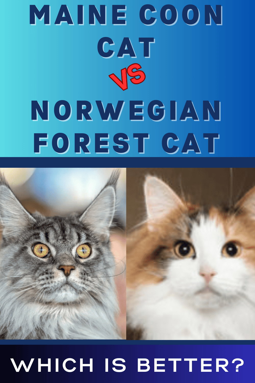 Norwegian Forest Cat Vs Maine Coon Cat Which Is Best? Cat Bytes