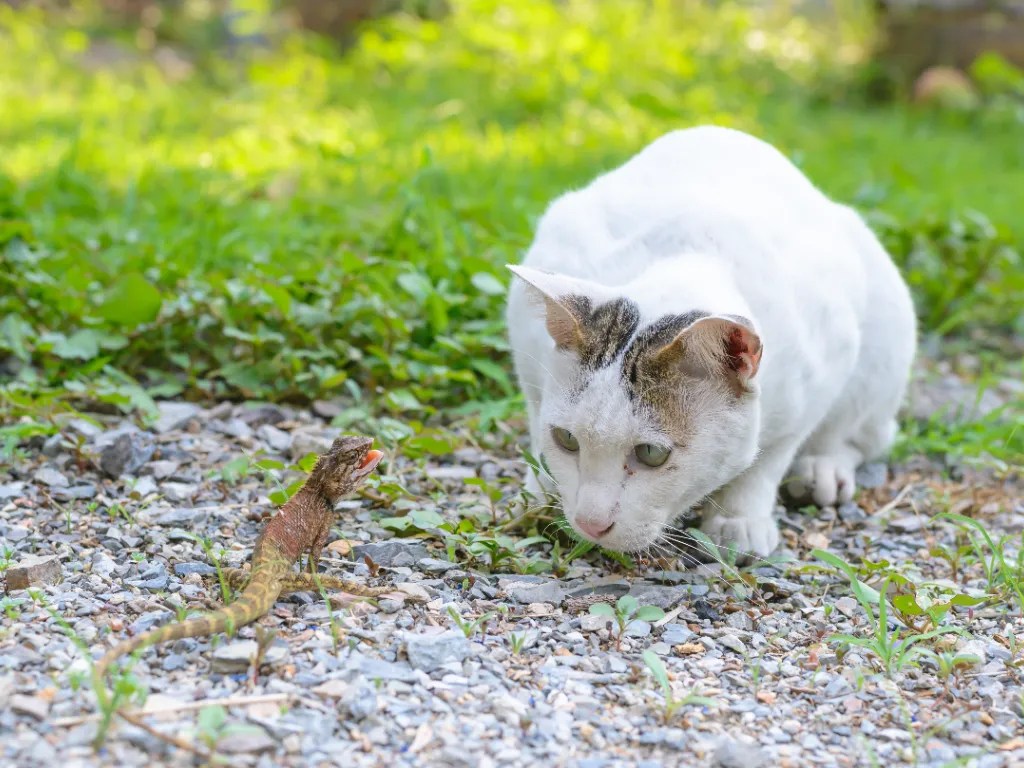 Eat Or Be Eaten Are Blue Tailed Lizards Poisonous To Cats? Cat Bytes