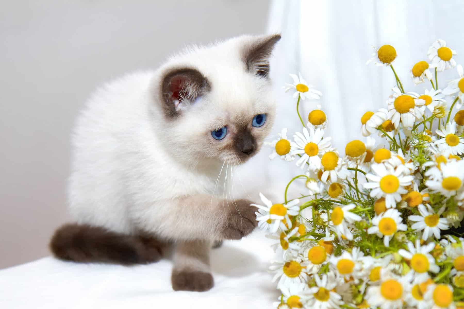 Is Lavender And Chamomile Safe For Cats? The Essential Facts Cat Bytes